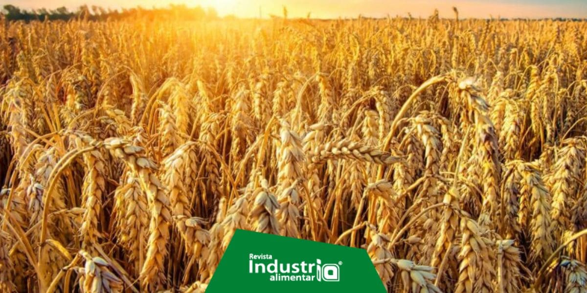 Investigadores españoles desarrollan mapa genético que permitirá desarrollar variedades de trigo Revista Industria Alimentaria